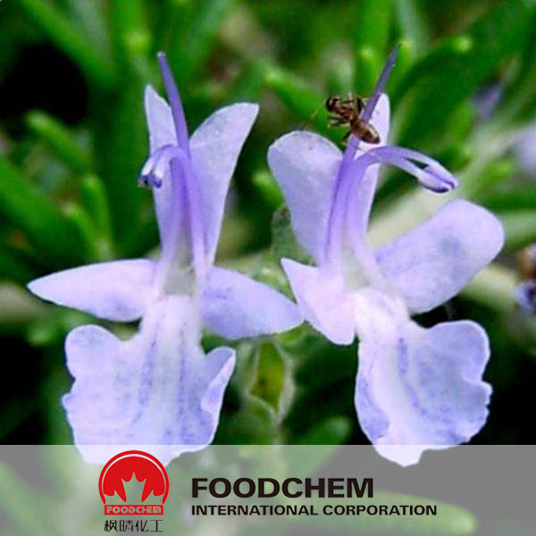 Rosemary Extract